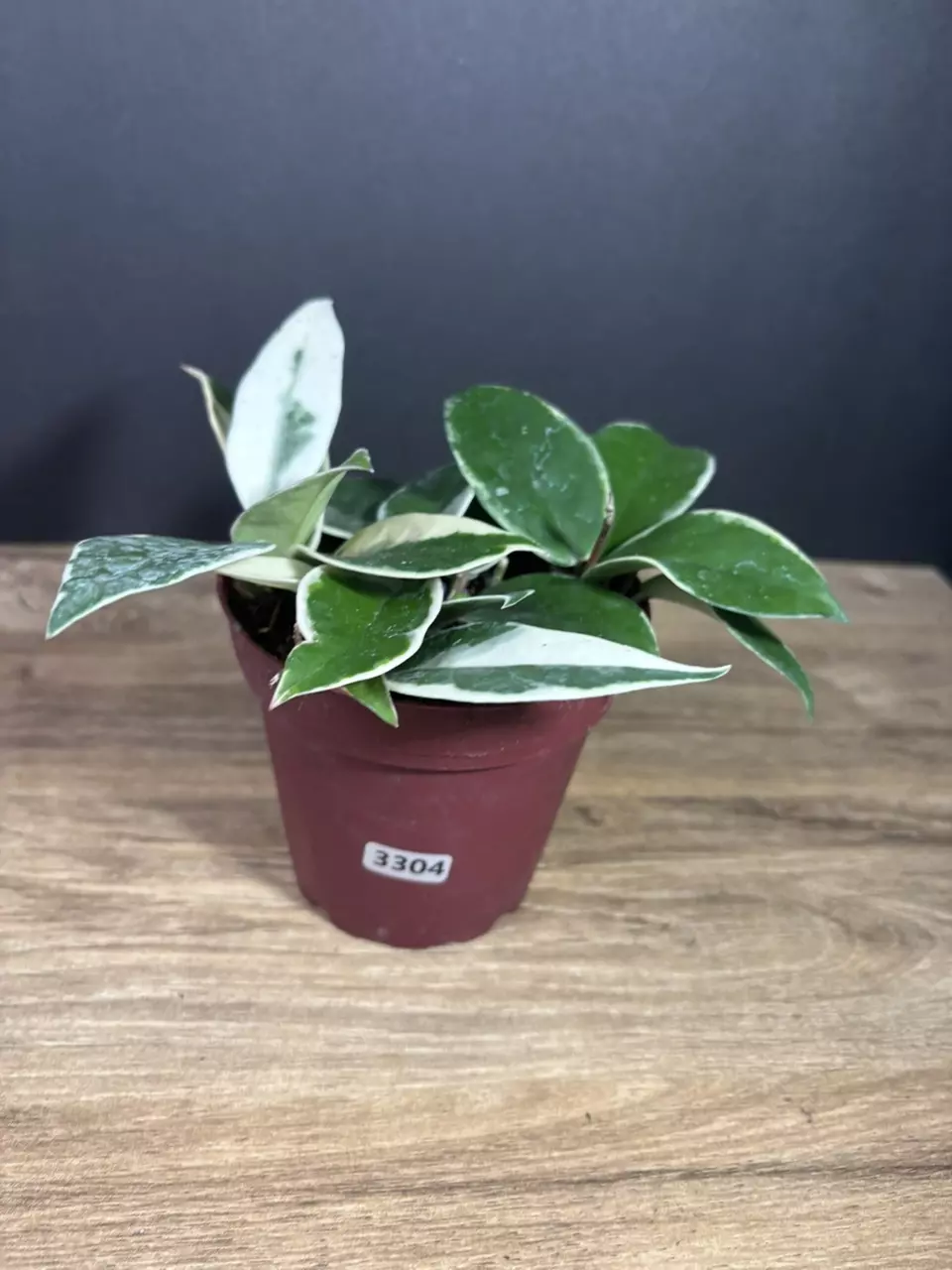 Hoya Carnosa Albo 4” 3304 thumbnail