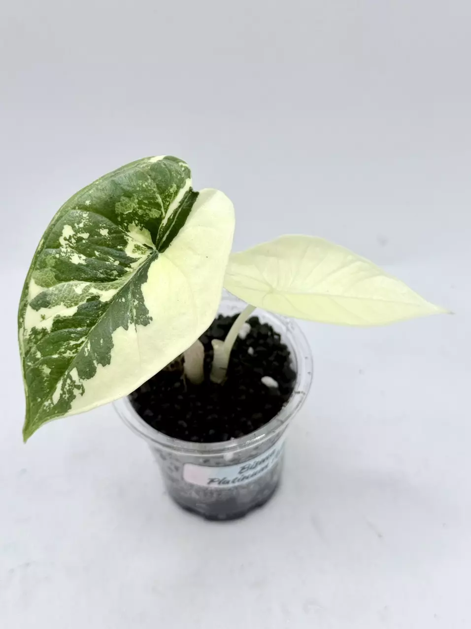 Alocasia Bisma Platinum Albo High Var thumbnail