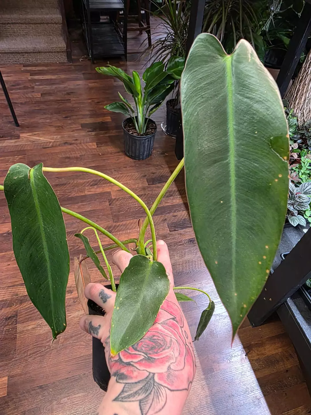 Spiritus Sancti Philodendron thumbnail