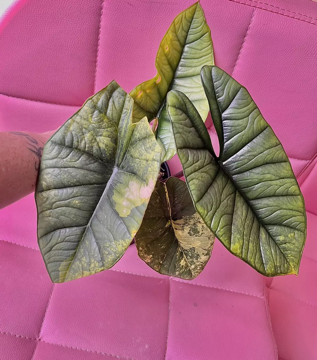 Variegated Alocasia Platinum thumbnail