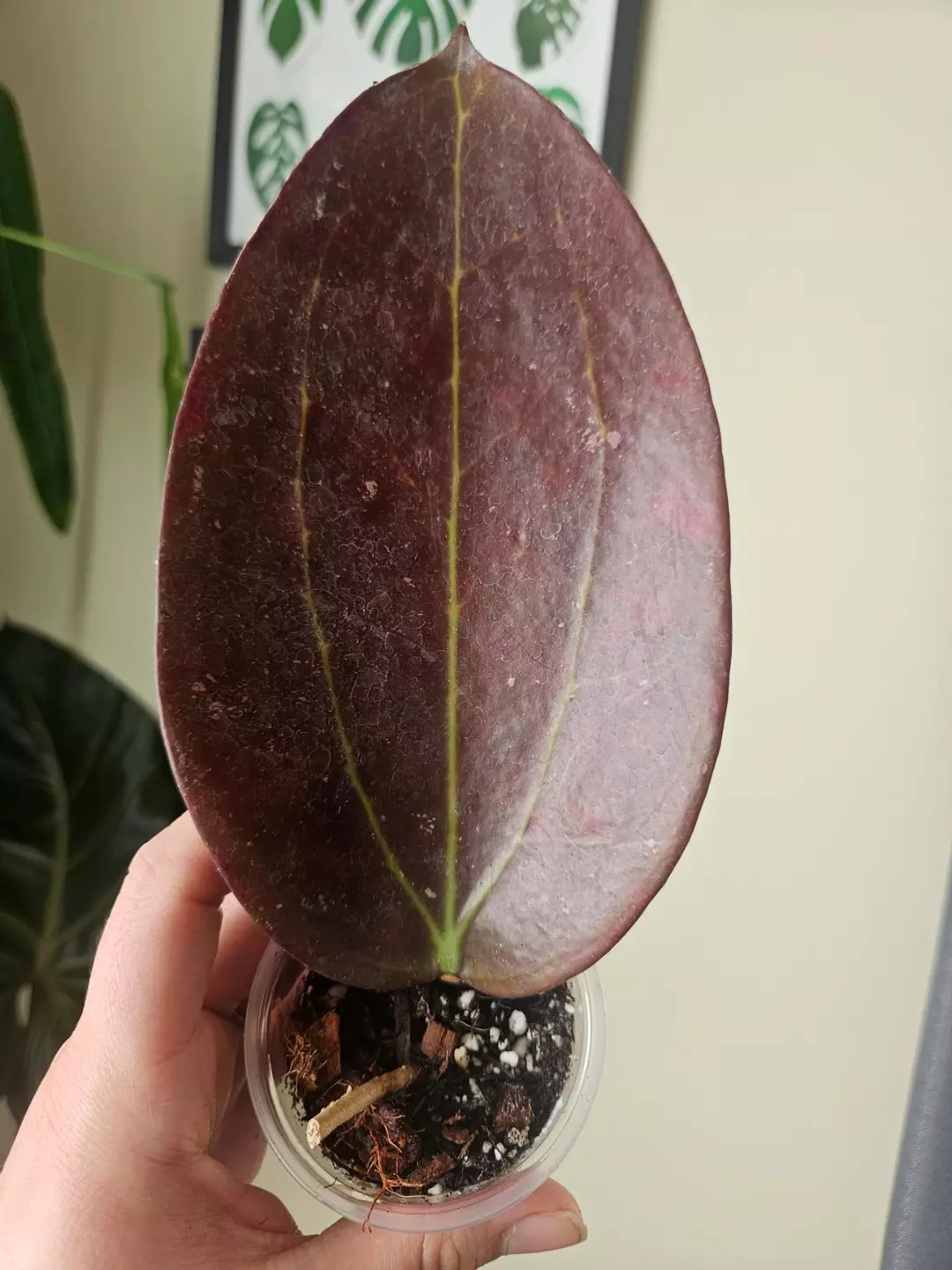 Hoya Black magic thumbnail