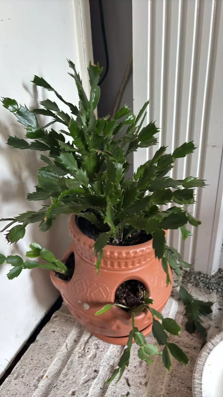 Mature Thanksgiving Cactus thumbnail