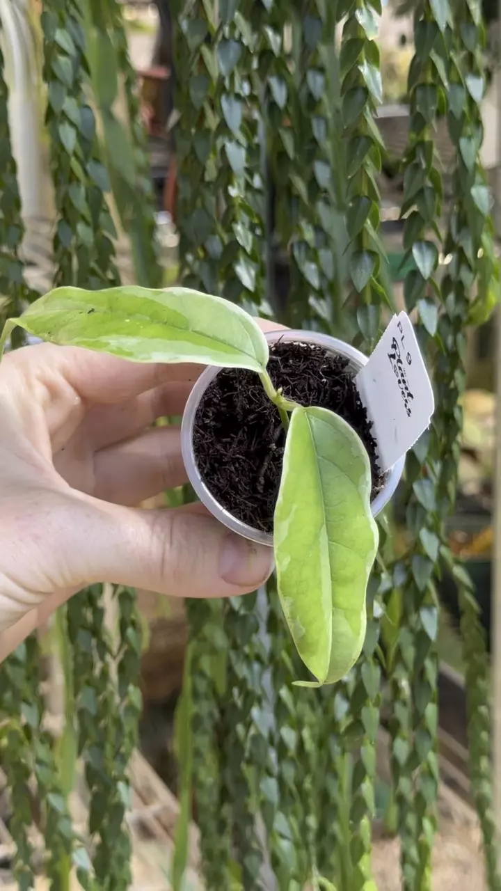 9: 1 inch Buotii Albo thumbnail