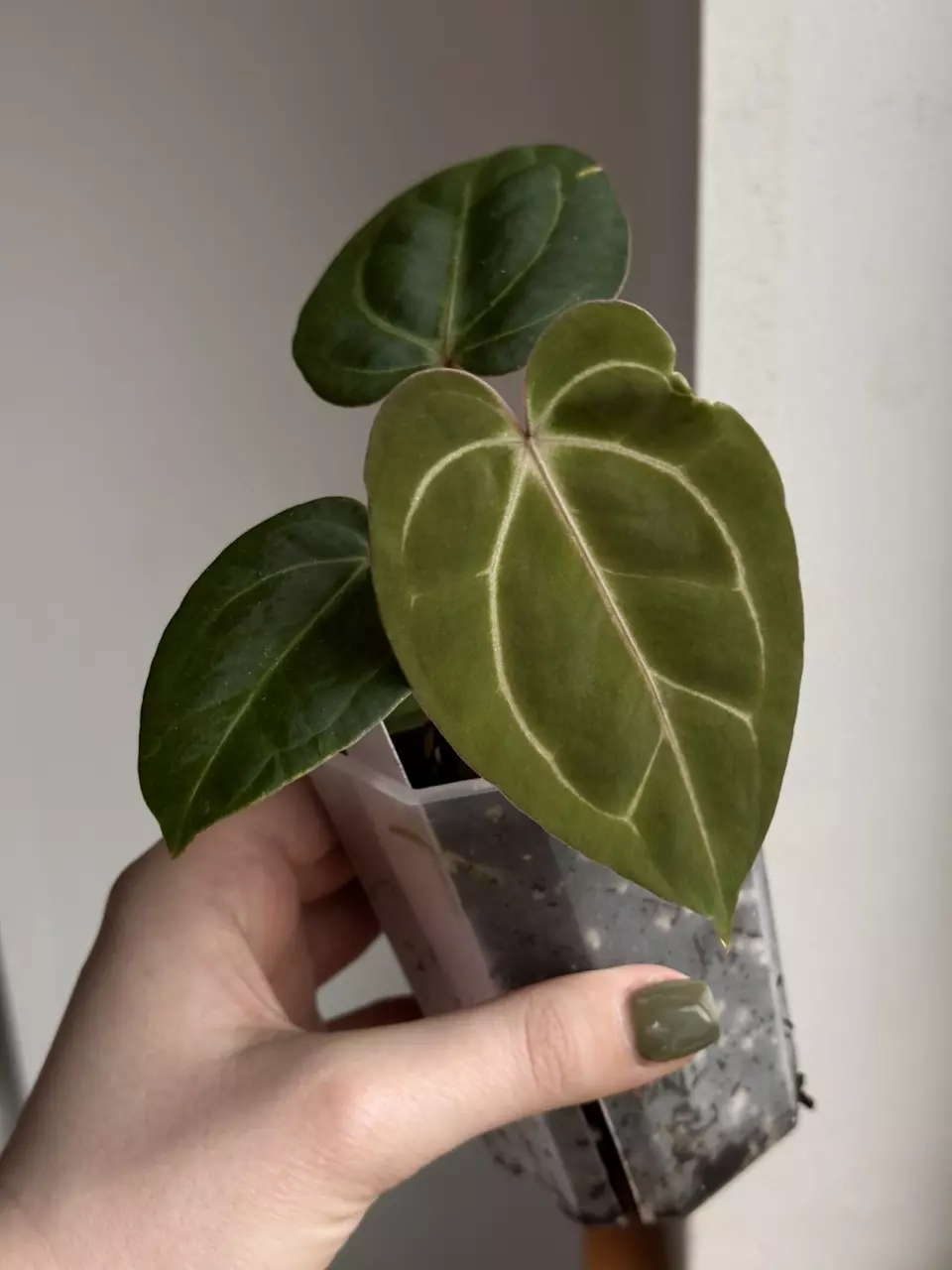 Forgetii Mag x Carla thumbnail