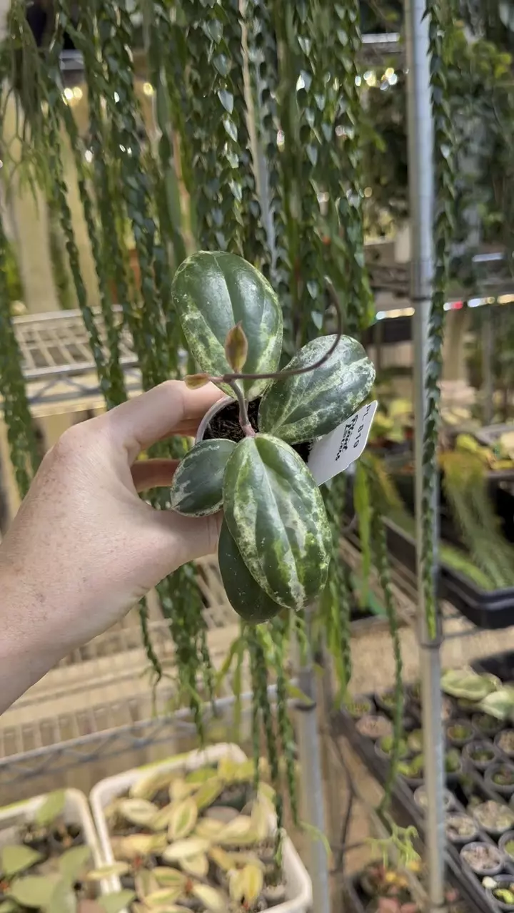 819: 1 inch Swiffers Mirrage 7 Leaves thumbnail