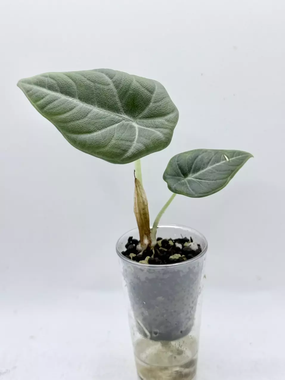 Alocasia Maharani Albo revert thumbnail