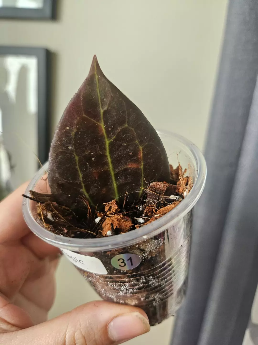 Hoya black magic #31 one leaf special thumbnail