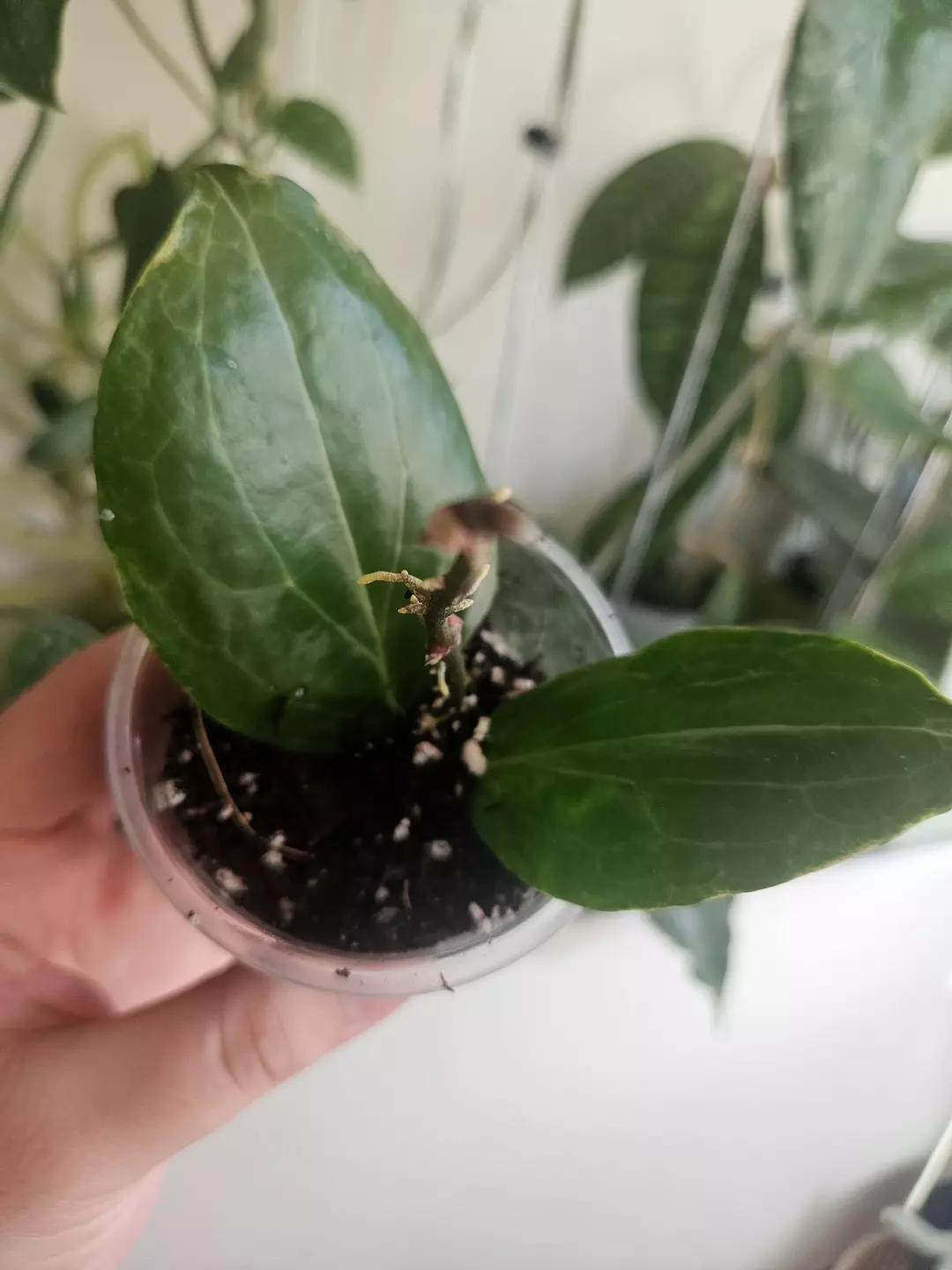 Hoya crocodile #3 thumbnail