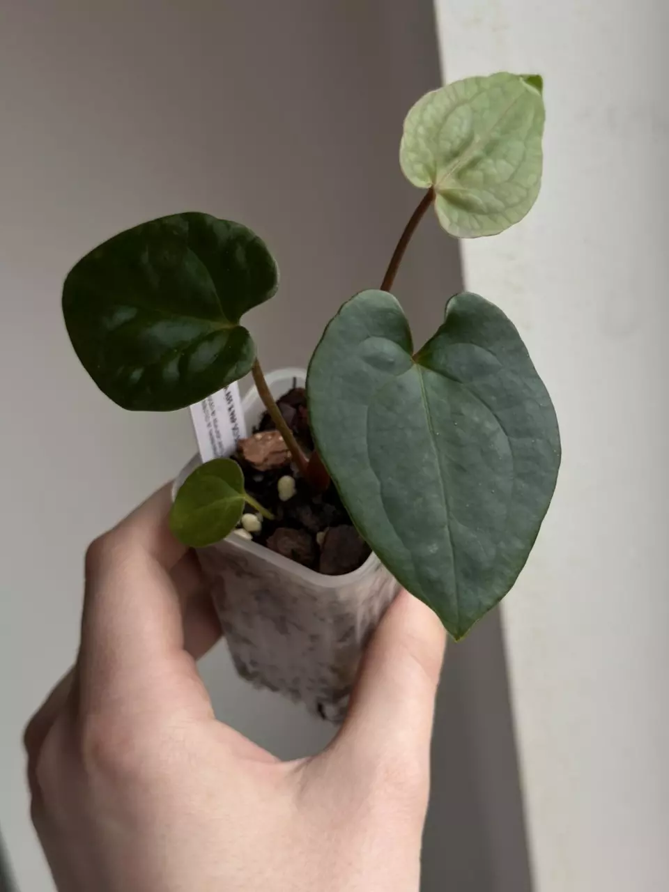 Bessea Aff x Papillilaminum - Hold Back thumbnail