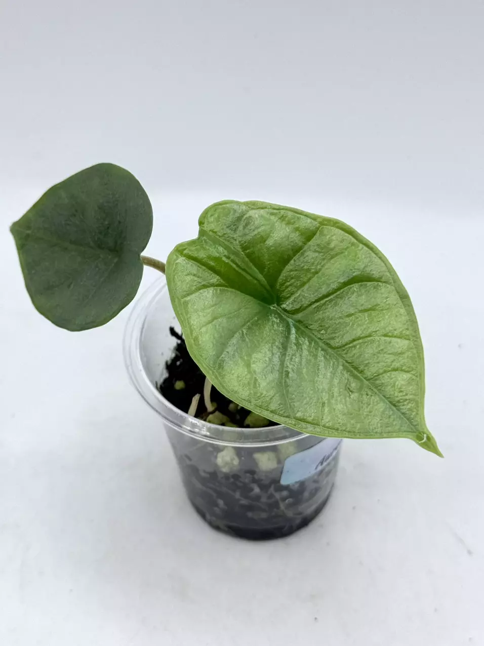 Alocasia Nebula. TC grown from aurea mother thumbnail