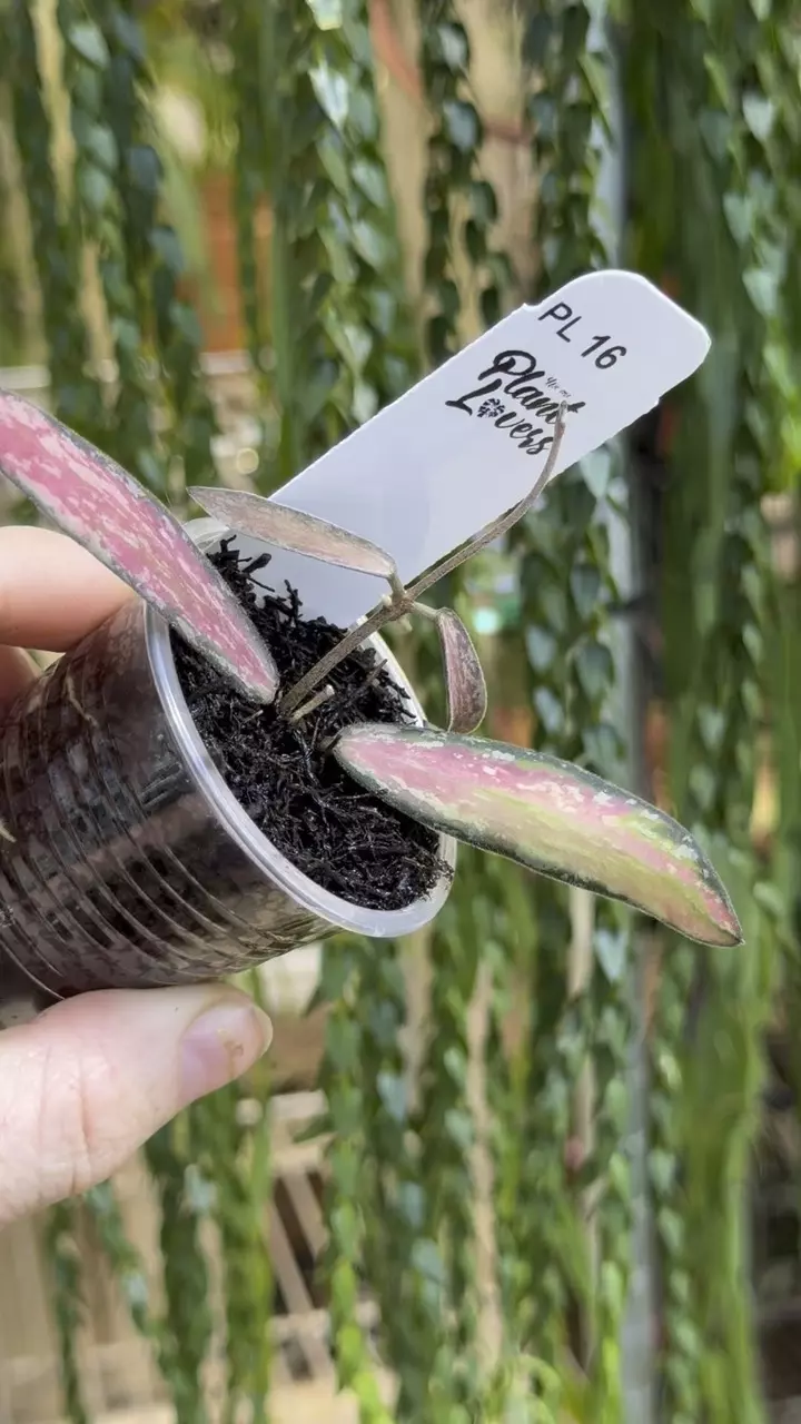 16: 1 inch inner variegated Sigillatis thumbnail