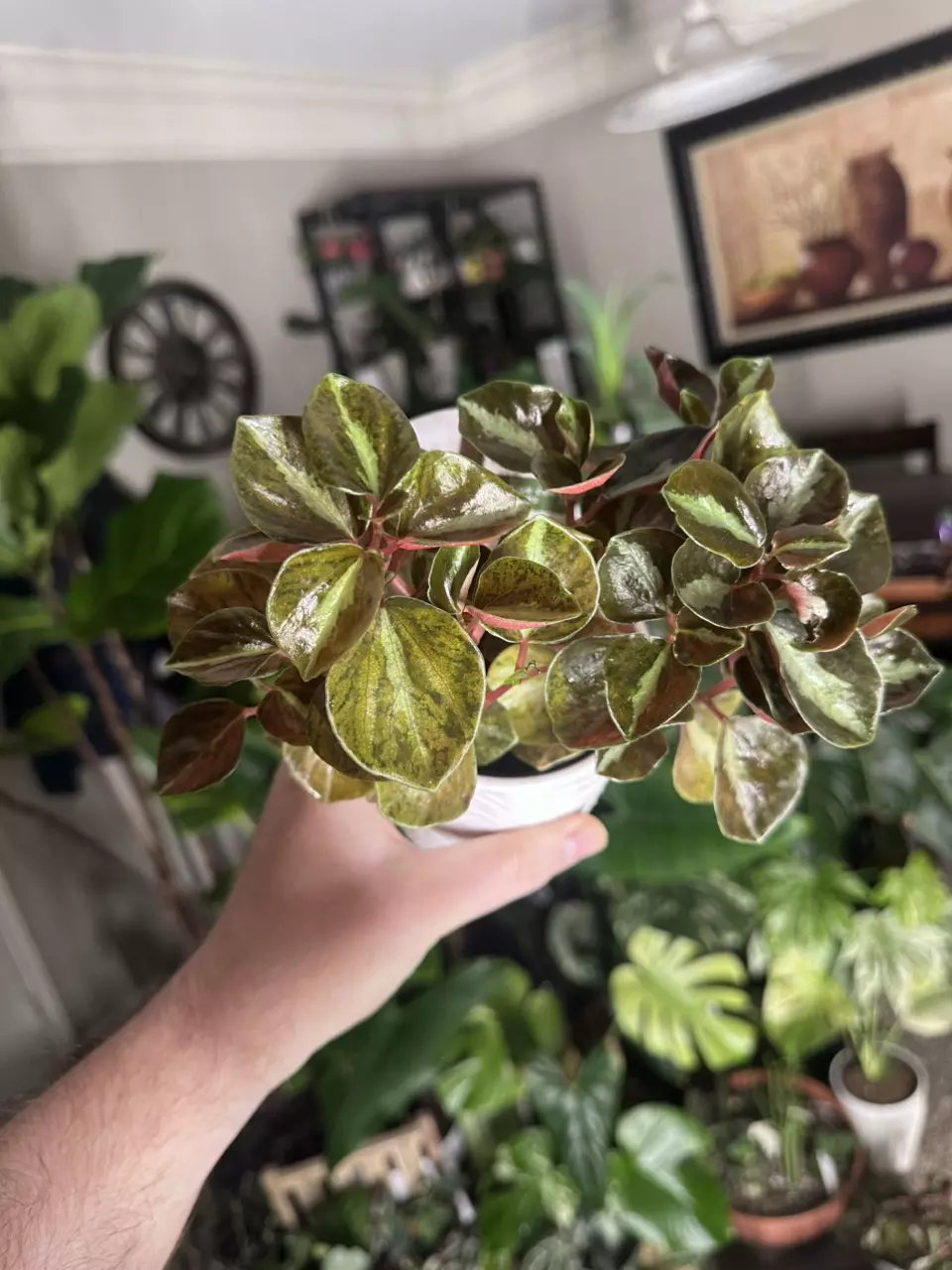Peperomia Crème Brûlée (Creme brulee) thumbnail