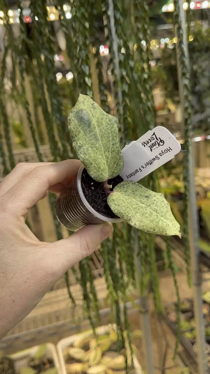 752: 1 inch Swiffer’s Fantasy thumbnail