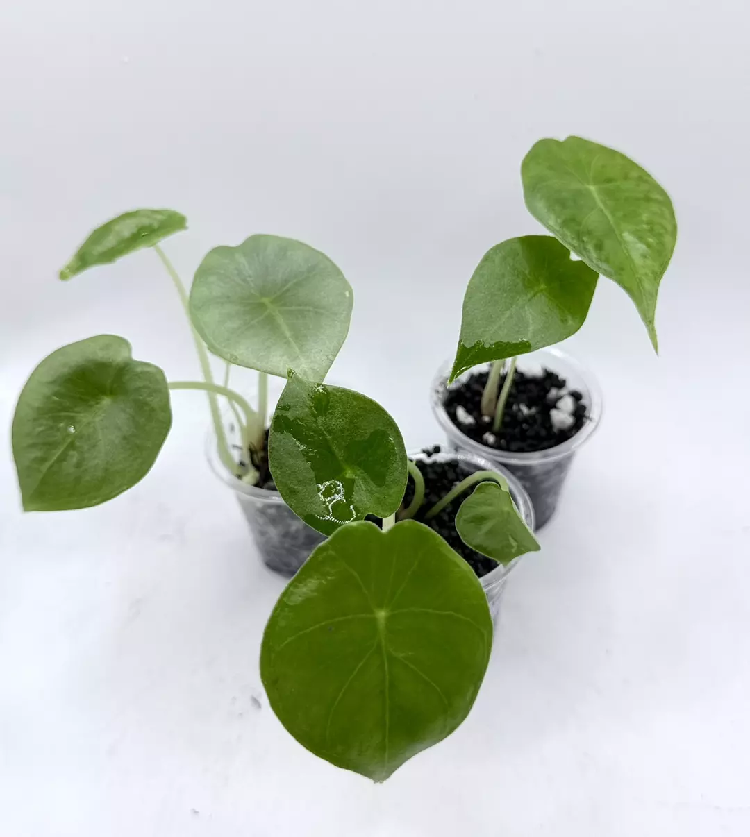 Growers Choice Nairobi Nights. TC grown from albo mother thumbnail