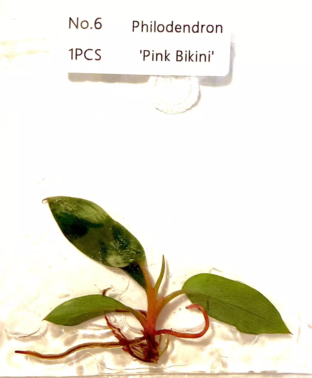 Philodendron PINK BIKINI Tc Tissue Culture FRESH 4/2026 ✅ thumbnail