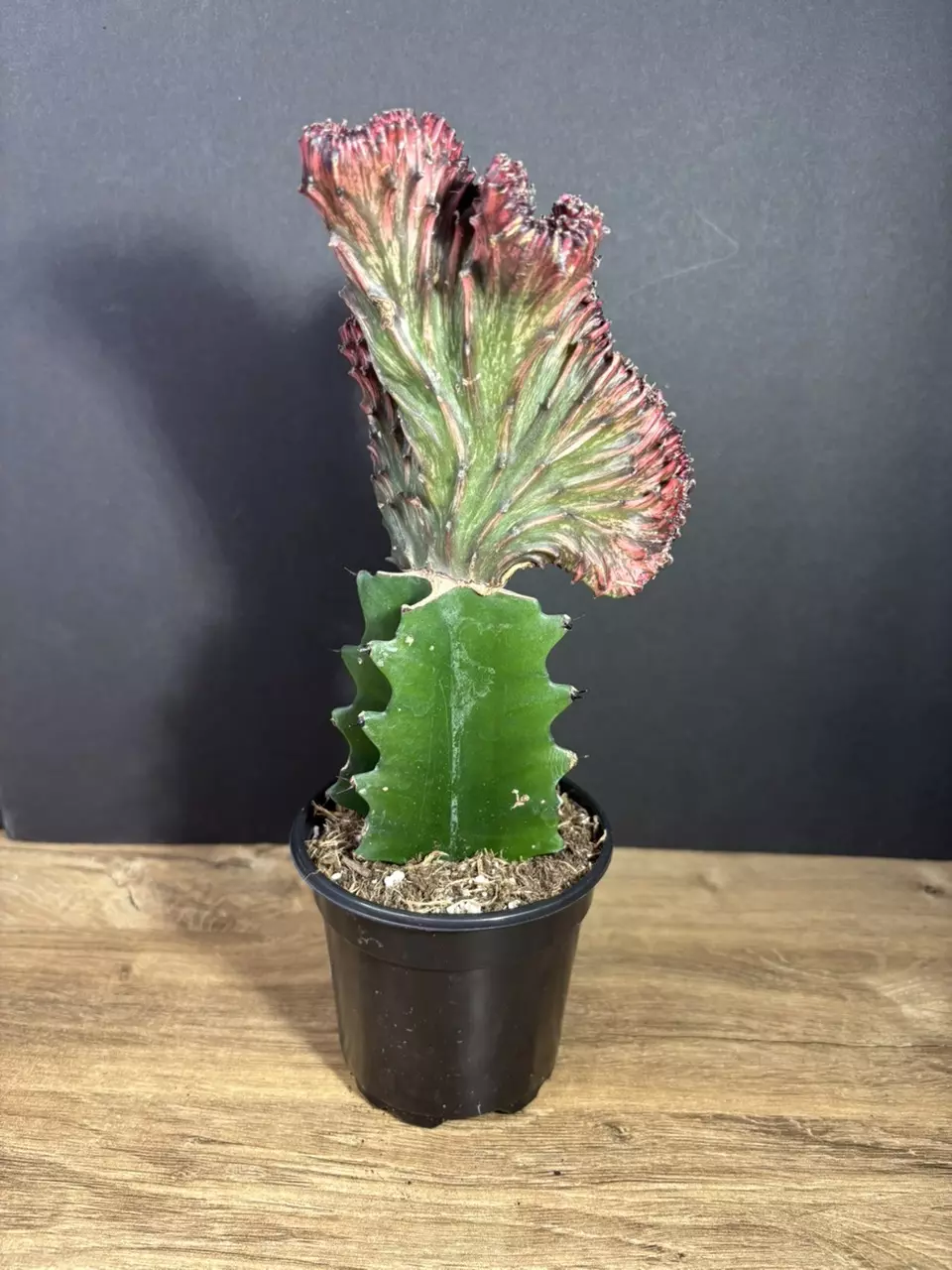 Euphorbia Lactea Cristata Variegata Mermaid tails Red 4"  3297 thumbnail