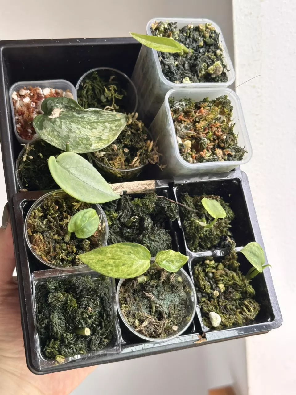 Mystery Epi and Scindapsus Box - 02 thumbnail