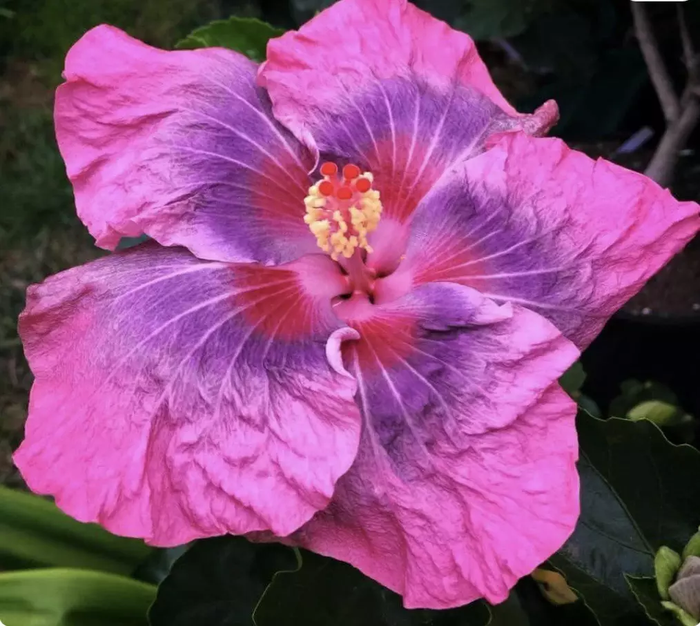 Sweet Persuasion Hibiscus starter plant growers choice thumbnail
