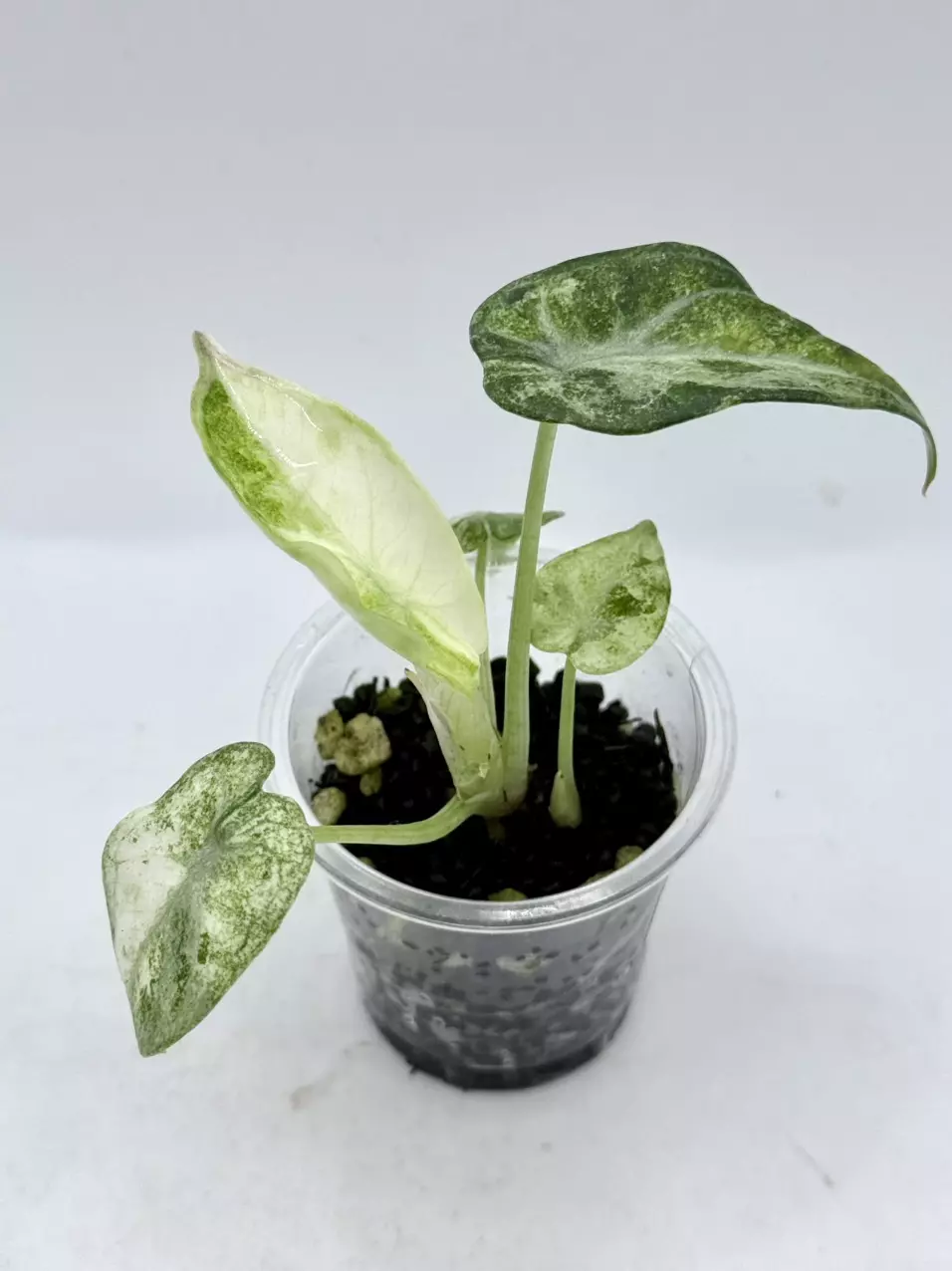 Alocasia Ninja Tricolor thumbnail