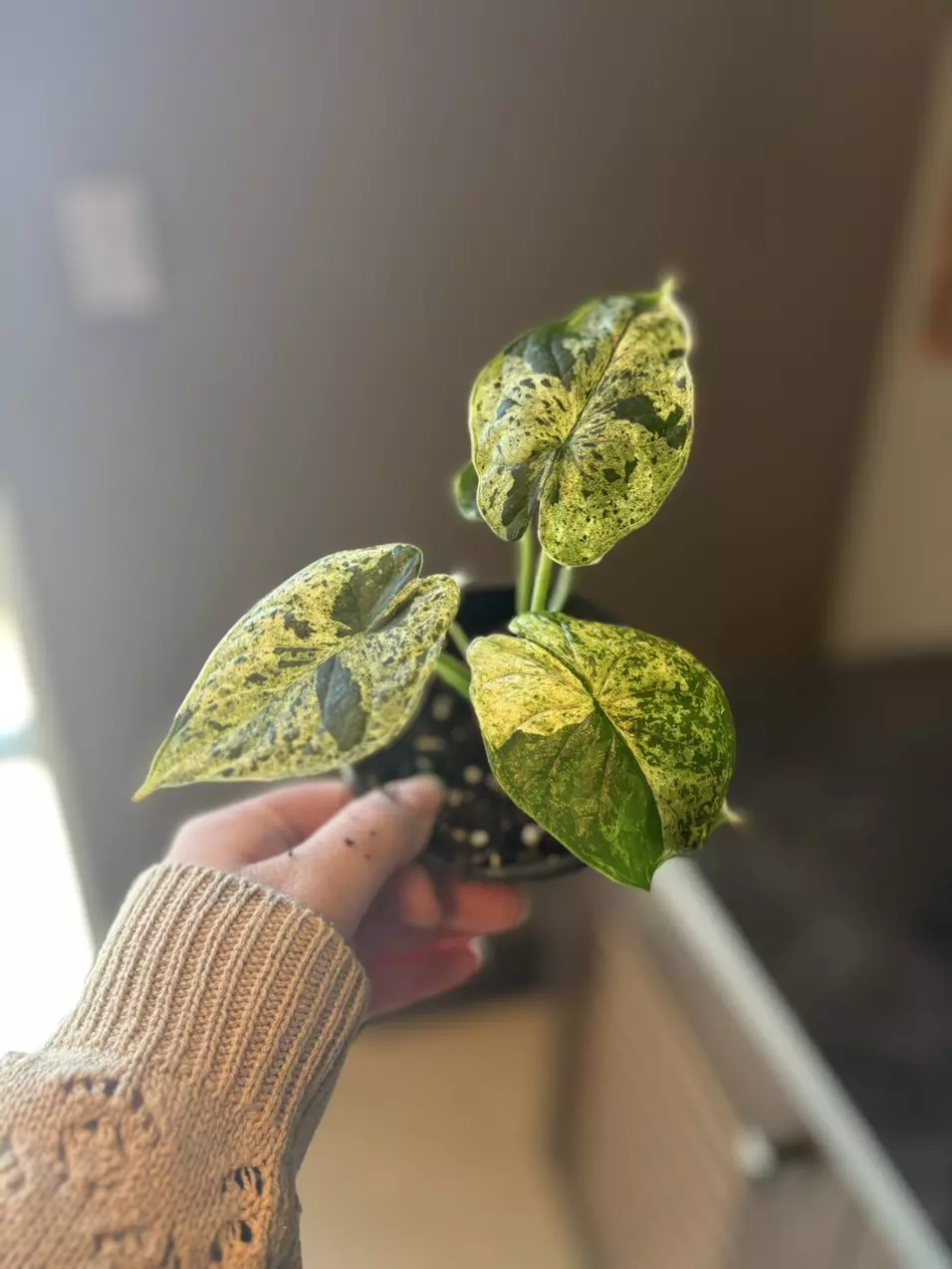 Dragon scale mint variegated thumbnail