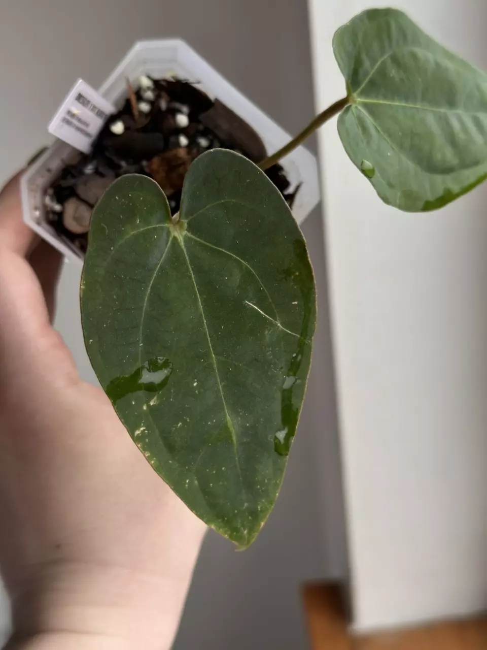 Dress x Doc Block F2 087 thumbnail