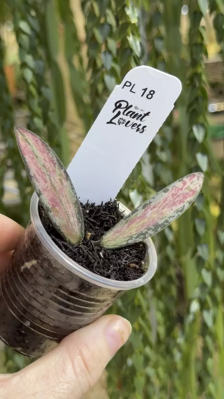 18: 1 inch Inner Variegated Sigillatis thumbnail