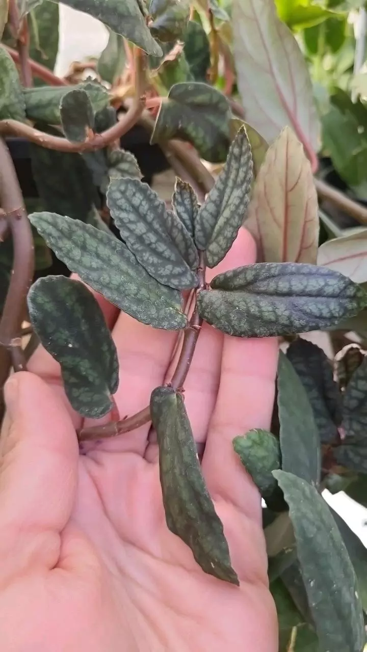 Pellonia Pulchra FRESH CUT 4-5Nodes 1ea thumbnail