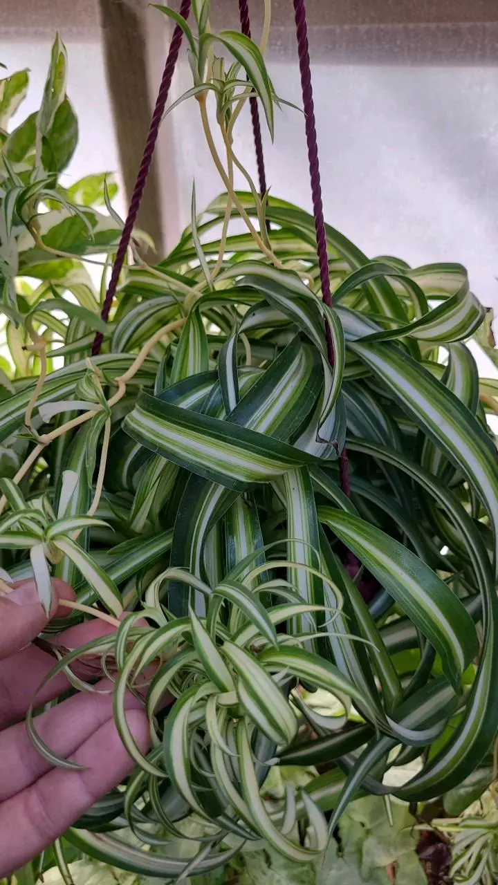 Curly Spider Plant Baby FRESH CUT 1ea. thumbnail