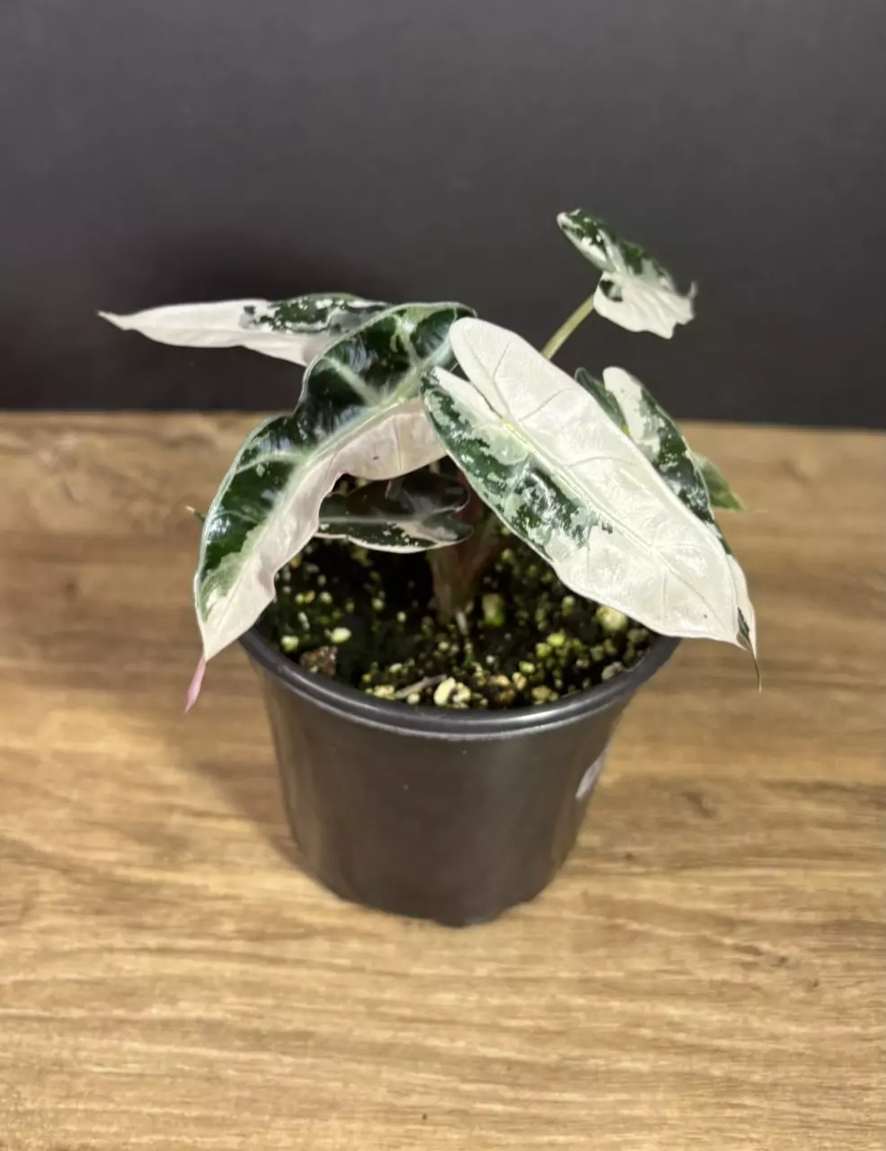 Alocasia Bambino Pink Variegated 4” 3308 thumbnail