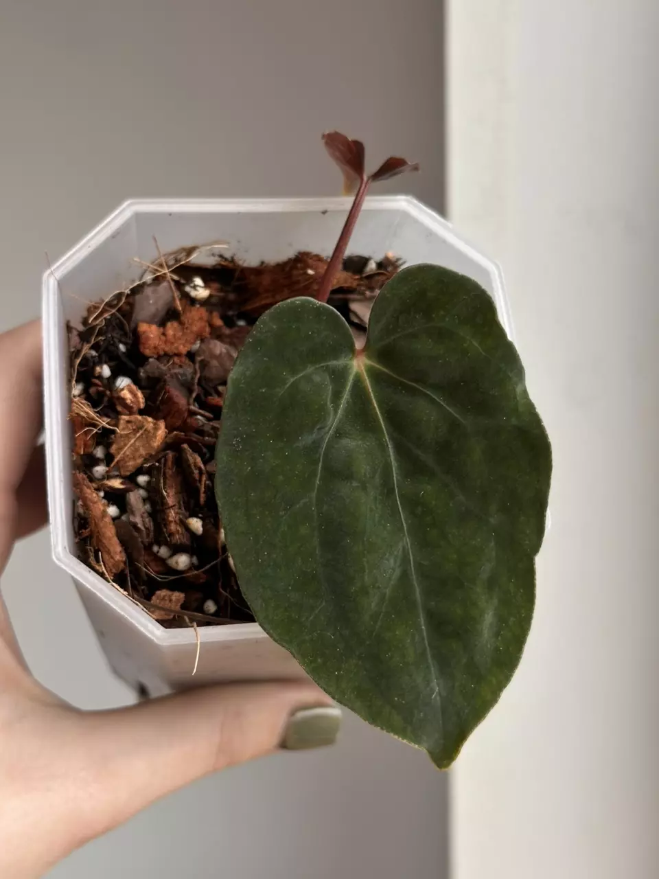 Anthurium RLFS papillilaminum thumbnail