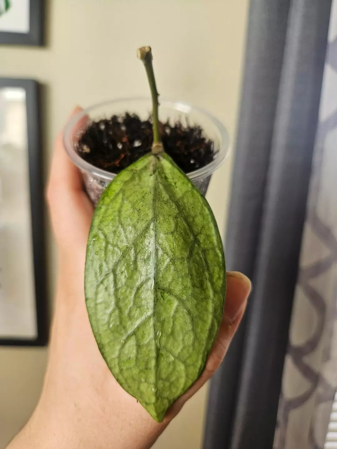 Hoya Germany silver thumbnail