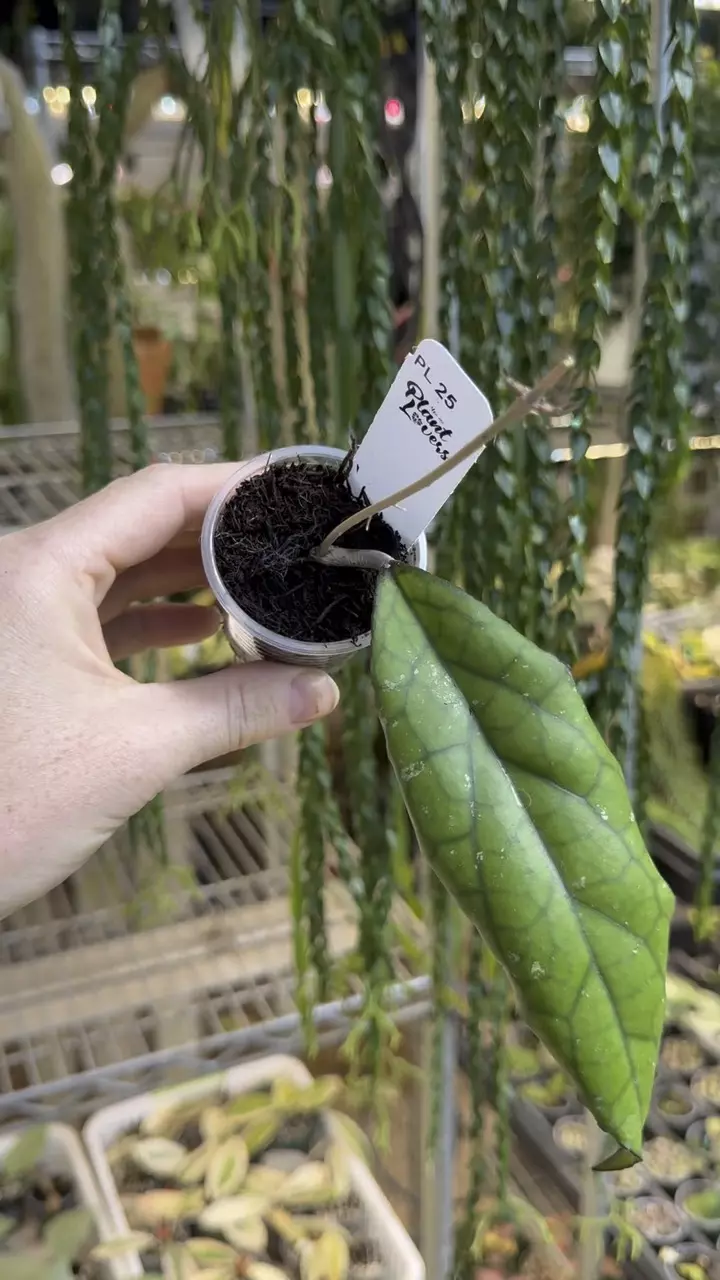 25: 1 inch Jared (KGD 244 Joy x Unknown) thumbnail