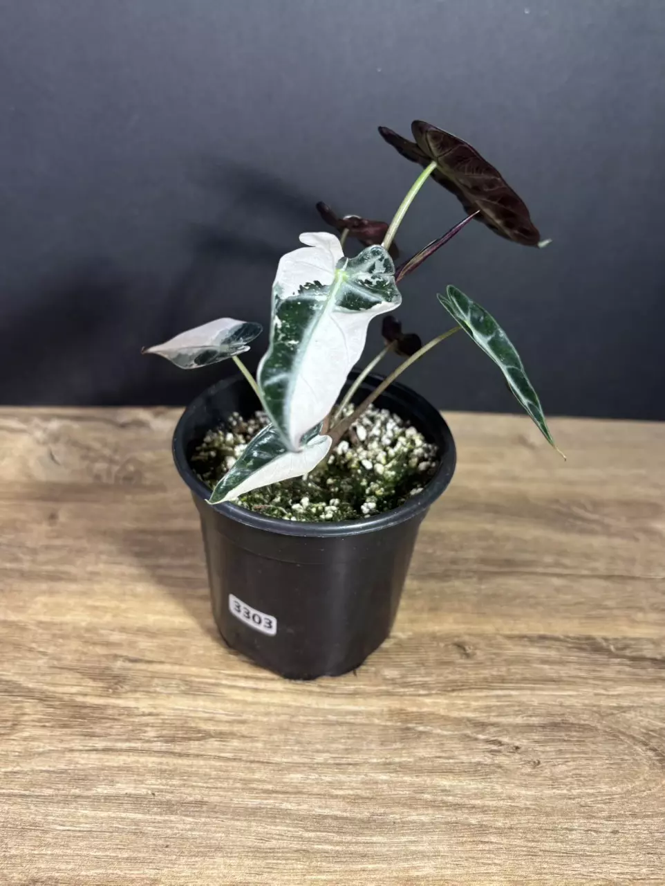 Alocasia Bambino Pink Variegated 4” 3303 thumbnail