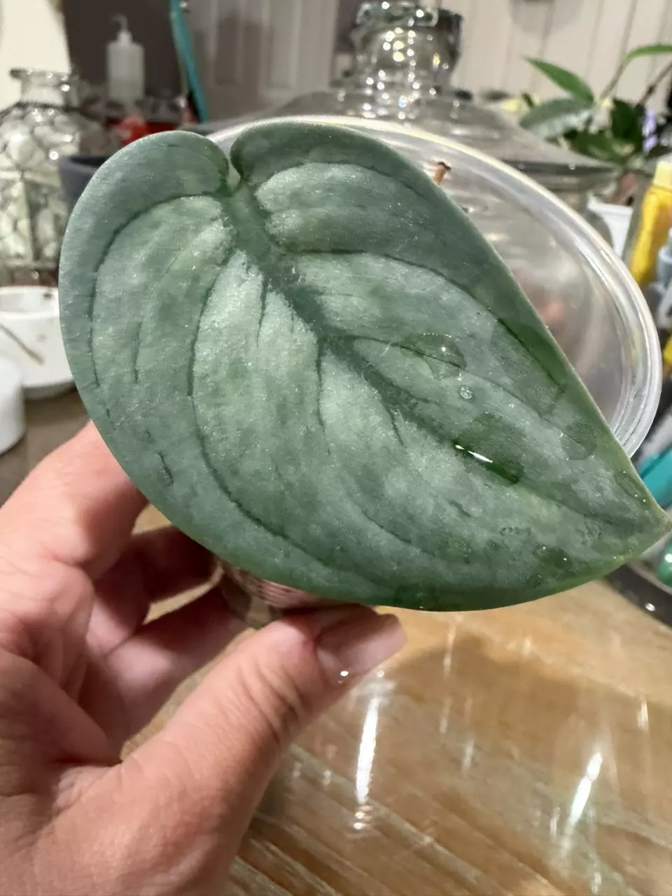 Scindapsus Green Vein thumbnail