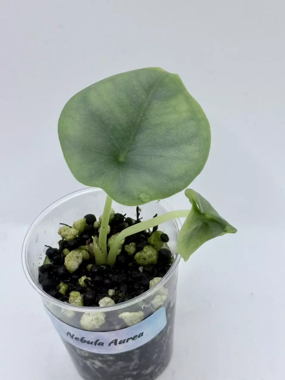 Alocasia Nebula Aurea lower var with mutated leaf thumbnail