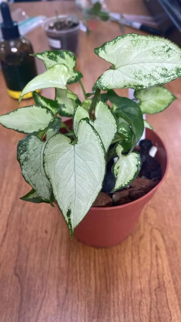 Syngonium Holly thumbnail