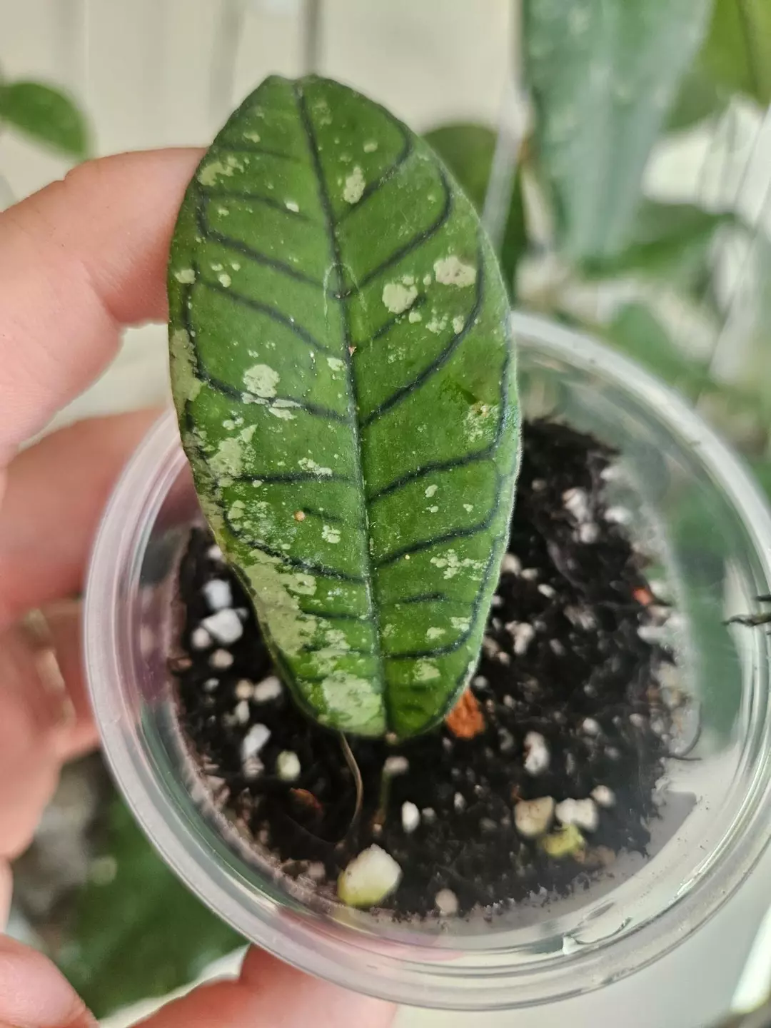 Hoya gunung gading ghost 👻 #1 thumbnail