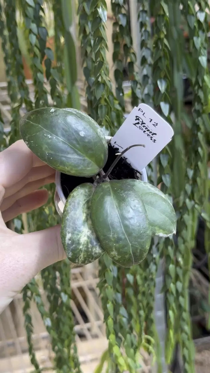 12: Swiffers Mirage thumbnail