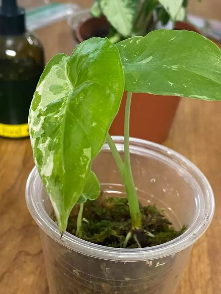 Alocasia Okinawa Silver - 2 of them thumbnail