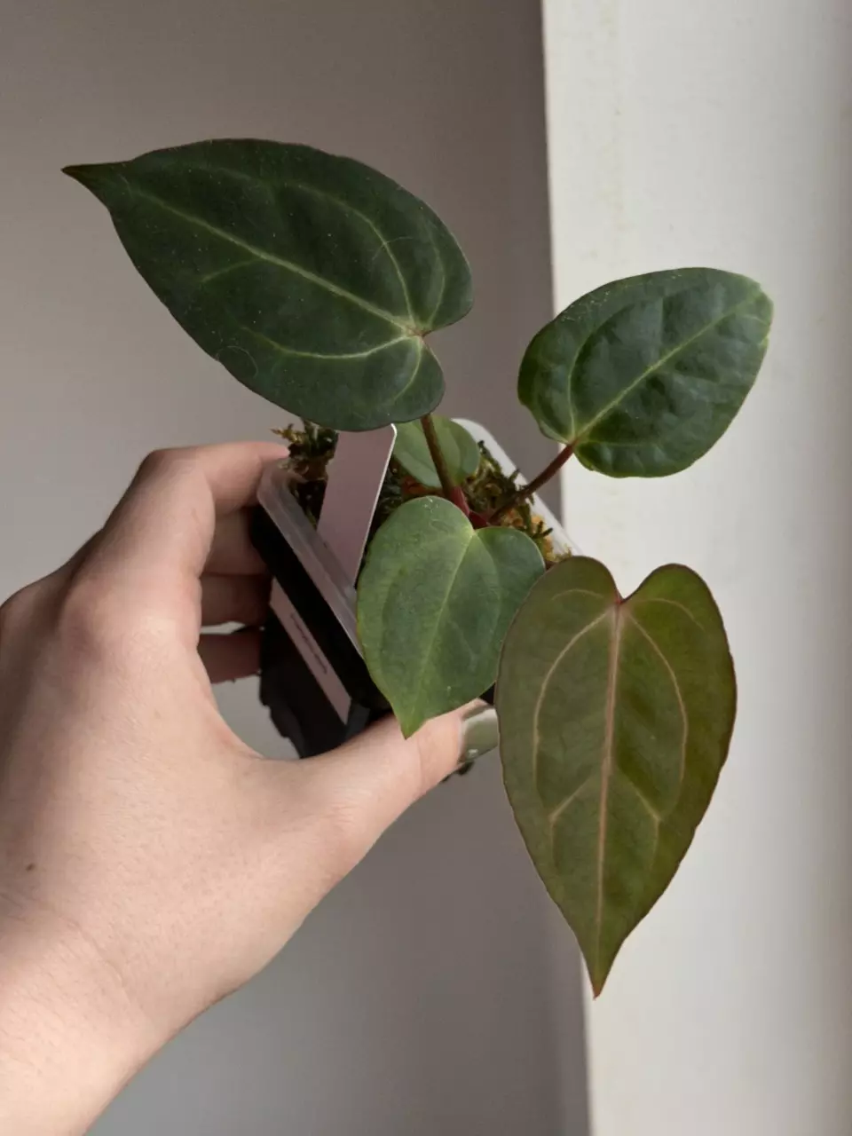 Forgetii Mag x Carla 045 thumbnail