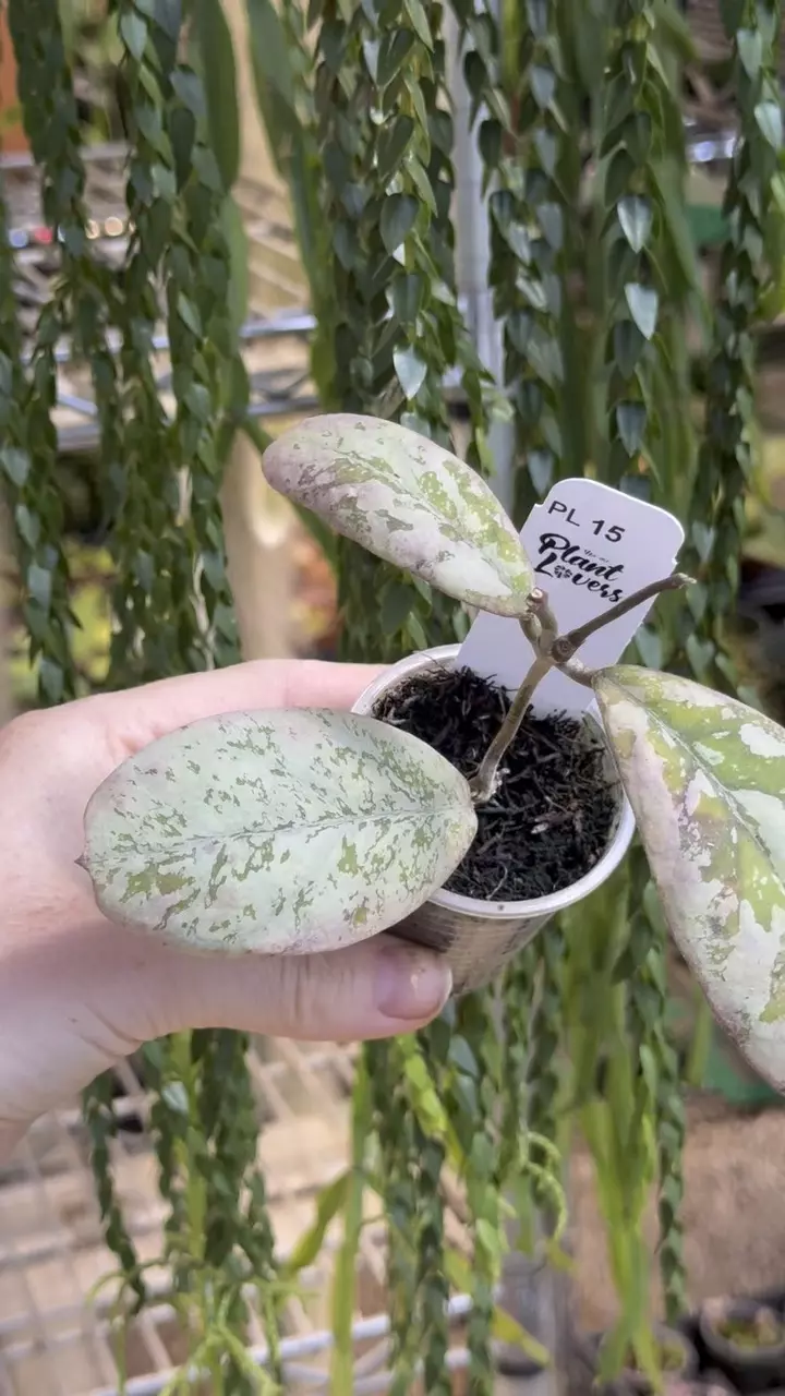 15: 1 inch Lorelai *Slightly Imperfect* thumbnail