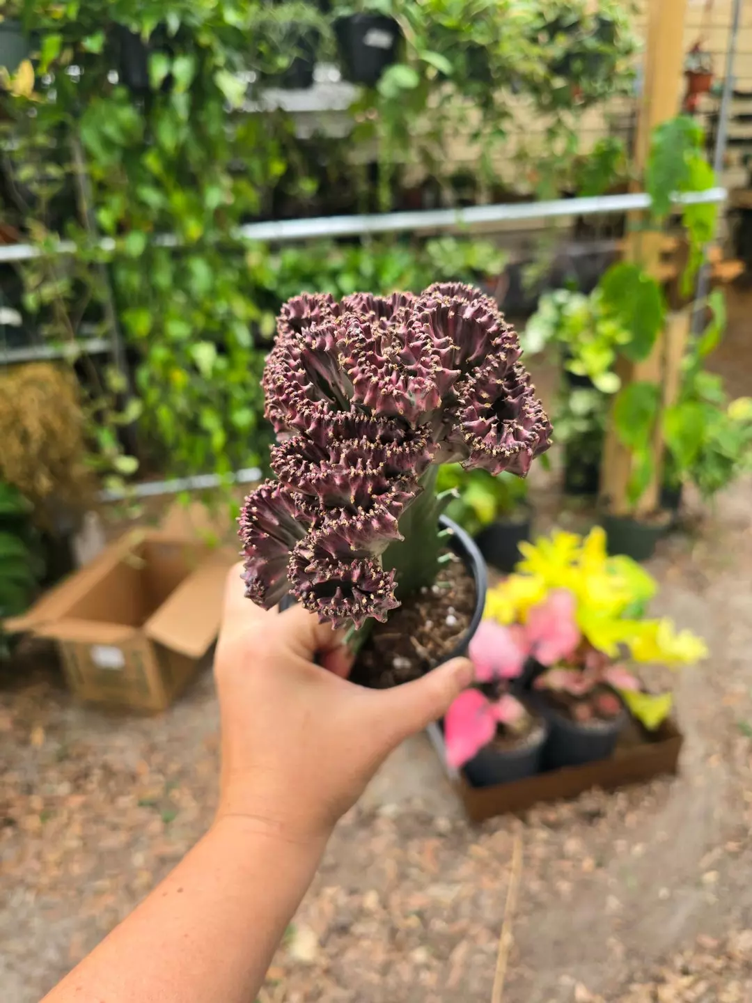 4in PURPLE Coral Cacti (grafted Euphorbia) thumbnail