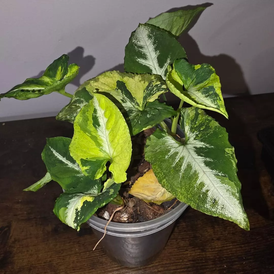 Syngonium Scrambled Eggs thumbnail