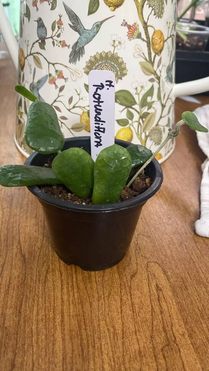 Hoya Rotundiflora thumbnail