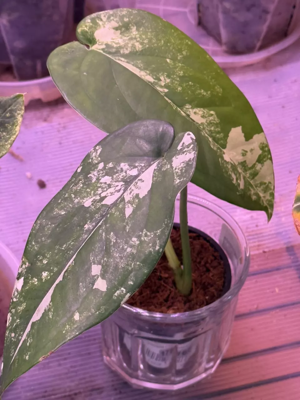 Syngonium Chiapense Variegated thumbnail