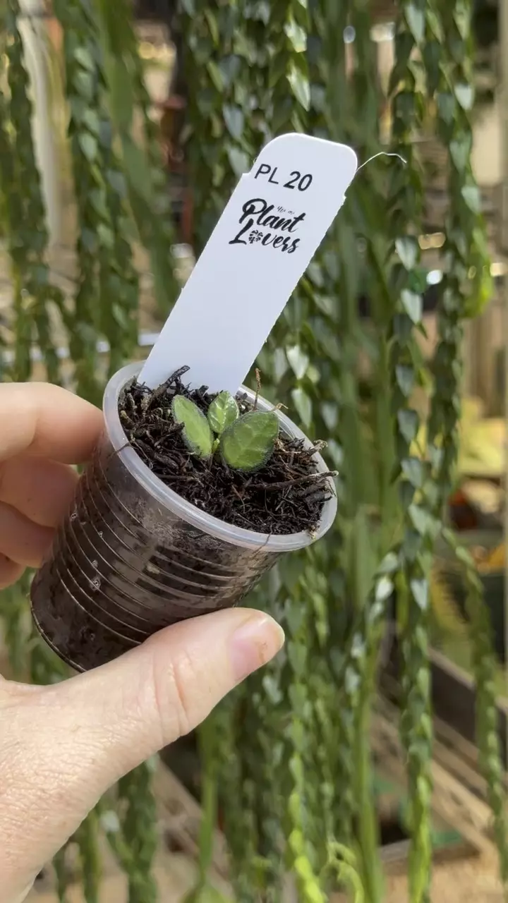 20: 1 inch Inner Variegated Tengchongensis thumbnail