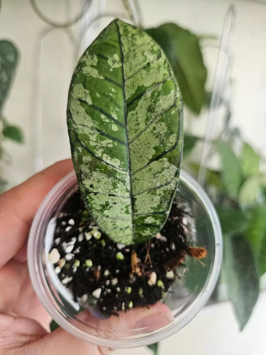 Hoya Gunung Gading ghost 👻#2 thumbnail