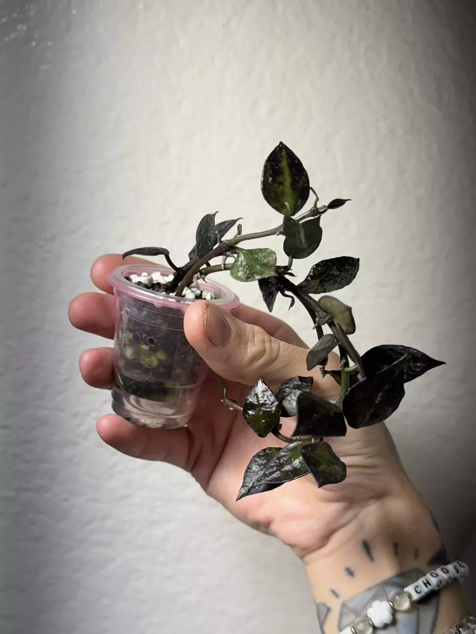 Hoya Krohniana Black thumbnail