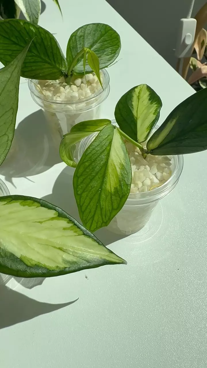 Hoya Polyneura Inner Variegated (GC) thumbnail