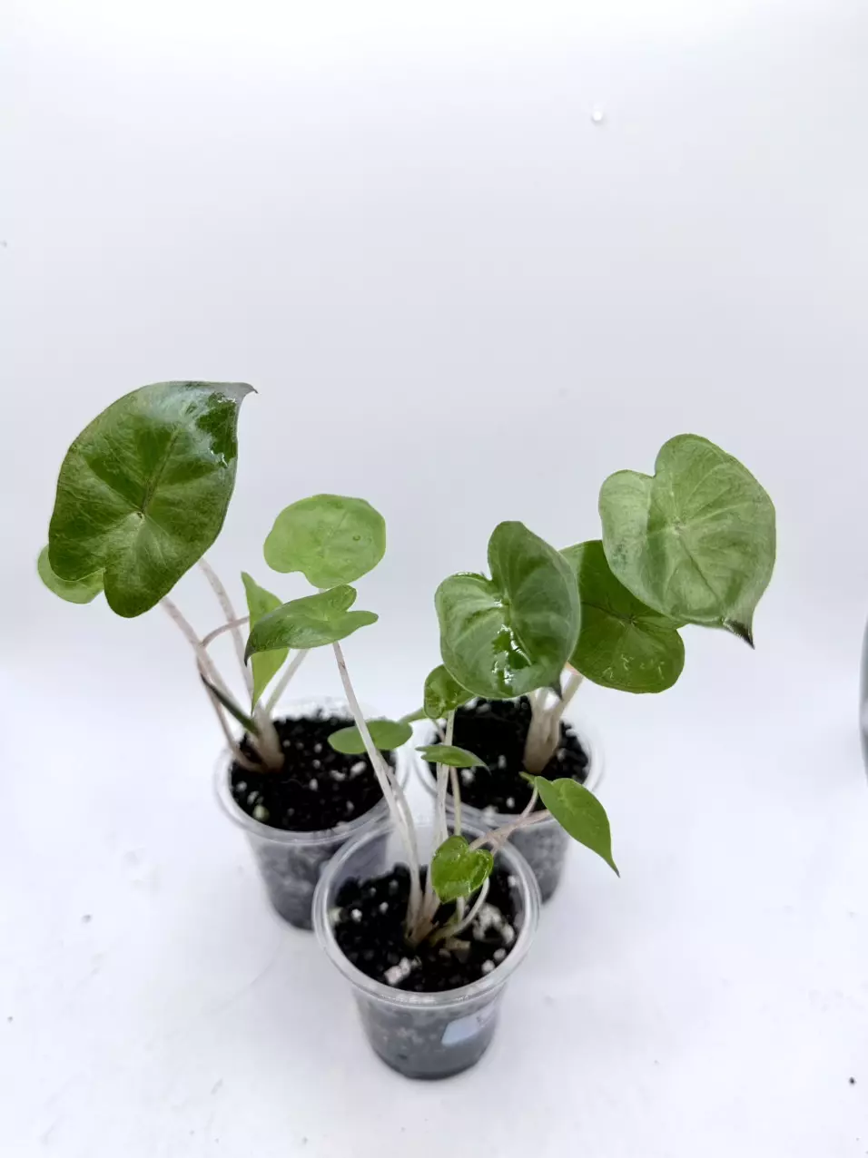 Growers choice Yucatan Princess. TC GROWN, Aurea mother thumbnail